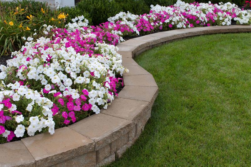 Curved raised stone bed edging holding back a border of pink and white petunias beside a mown lawn